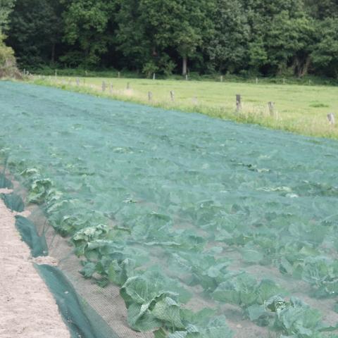 afdekking voor sla/kolen GMO-steun, milieuvriendelijk
